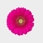 Mini Gerbera Daisy Hot Pink Flower