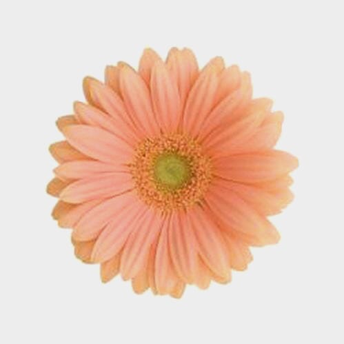 Mini Gerbera Daisy Peach Flower