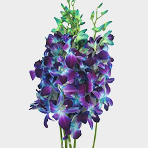 Wholesale flowers prices - buy Dendrobium Dyed Blue Large Flower in bulk