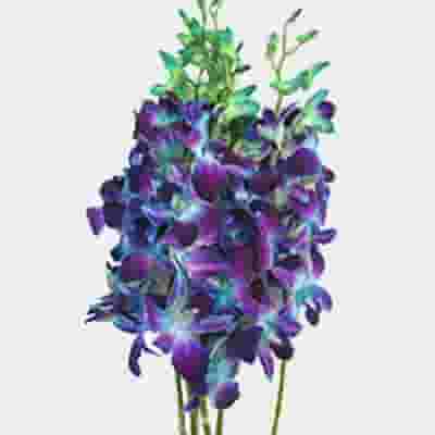 Dendrobium Dyed Blue Large Flower