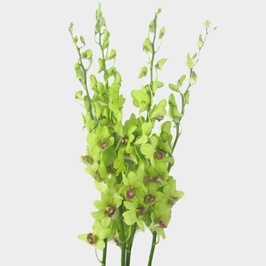 Dendrobium Orchid Green Wholesale Blooms By The Box