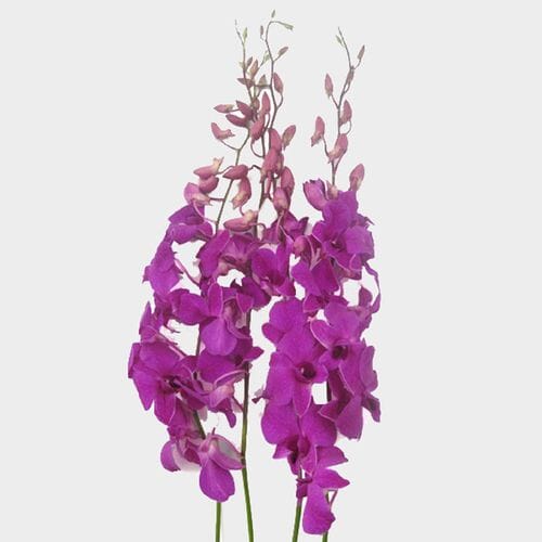 Bulk flowers online - Dendrobium Orchid Purple