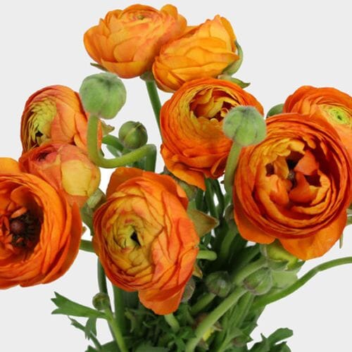 Wholesale flowers prices - buy Orange Ranunculus Flower in bulk