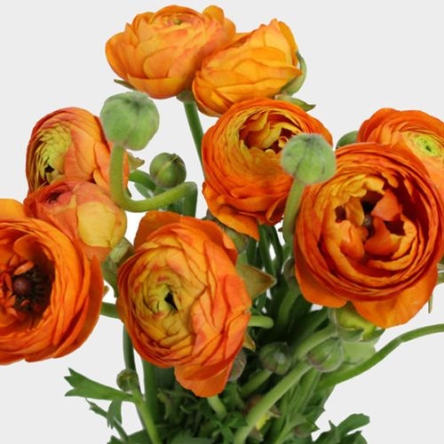 Orange Ranunculus Flower - Wholesale - Blooms By The Box