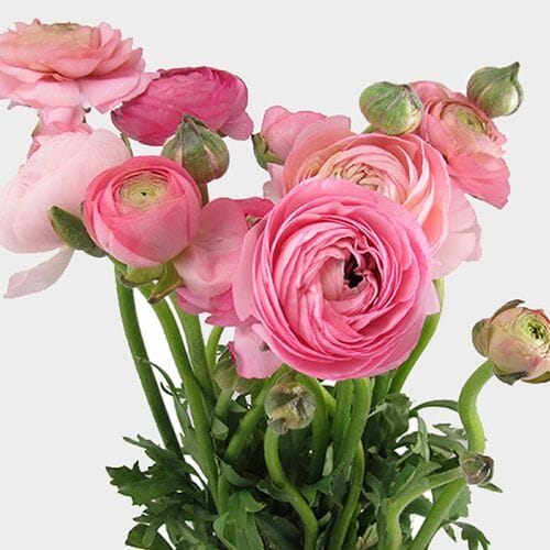 Wholesale flowers prices - buy Pink Ranunculus Flower in bulk