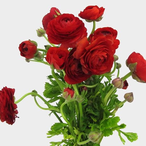 Wholesale flowers prices - buy Red Ranunculus Flowers in bulk