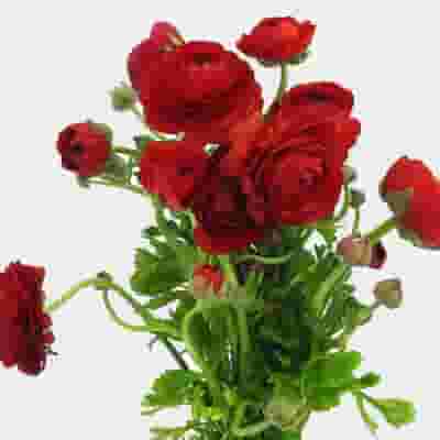 Red Ranunculus Flowers