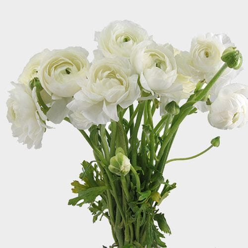 Ranunculus White Flower - Wholesale - Blooms By The Box