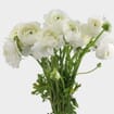 Ranunculus White Flower