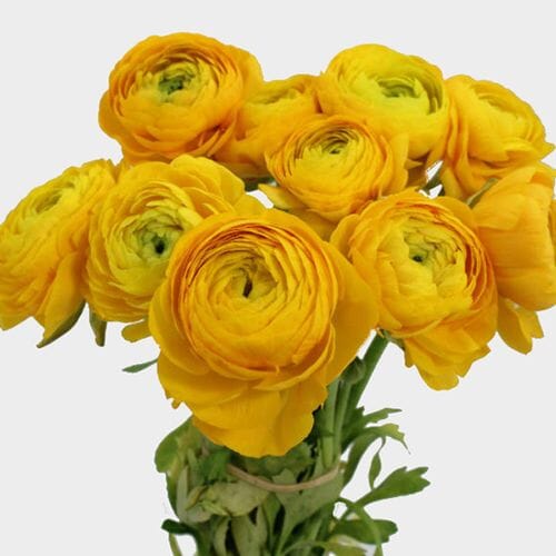 Wholesale flowers prices - buy Yellow Ranunculus Flower in bulk