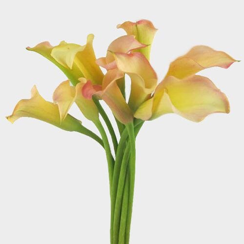 Wholesale flowers prices - buy Calla Lily Mini Peach Flower in bulk