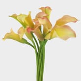 Calla Lily Mini Peach Flower