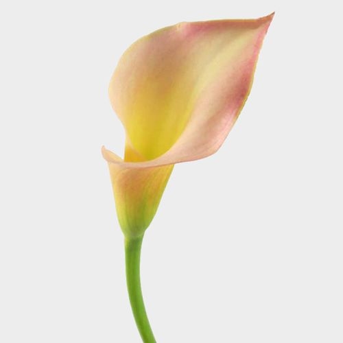 Calla Lily Mini Peach Flower