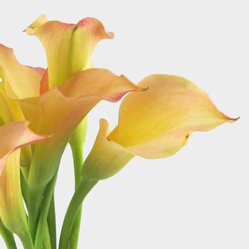 Calla Lily Mini Peach Flower