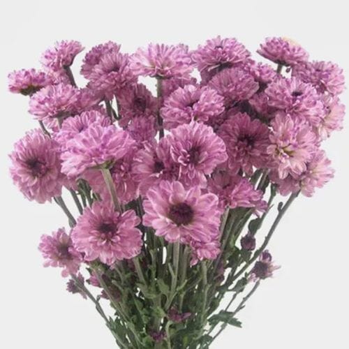 Wholesale flowers prices - buy Pompon Button Purple Flowers in bulk