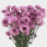 Pompon Button Purple Flowers