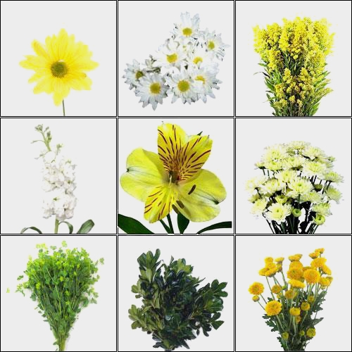 Blooms Enchanted Meadow Wildflower Pack