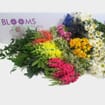 Blooms Mix & Match Wildflower Pack 