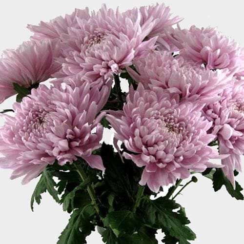 Football Mum Lavender Wholesale Blooms By The Box