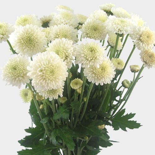 Wholesale flowers prices - buy Pompon Button White Flower in bulk