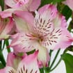 Lavender Alstroemeria Flower 