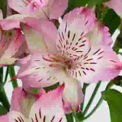 Lavender Alstroemeria Flower 