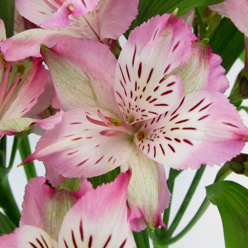 Lavender Alstroemeria Flower
