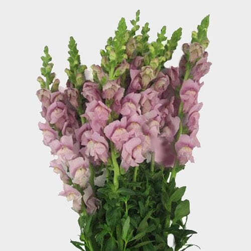 Wholesale flowers prices - buy Snapdragon Lavender Flower in bulk