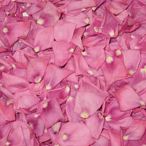 Bright Pink FD Petals (30 Cups)