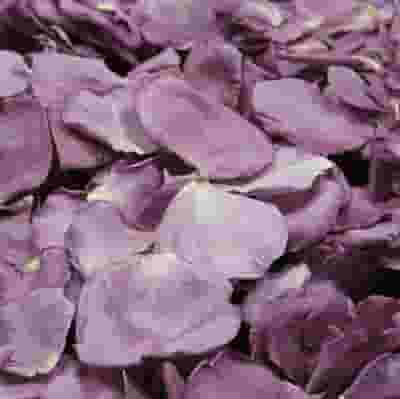 Fragrant Plum Rose Petals (30 Cups)