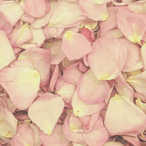 Hint Of Pink Petals (30 Cups)