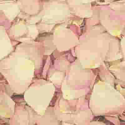 Hint Of Pink Petals (30 Cups)