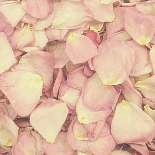 Pretty In Pink Freeze Dried Rose Petals (30 Cups) - Wholesale - Blooms By  The Box