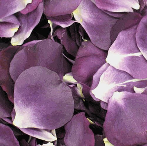Passionate Purple Rose Petals (30 Cups)