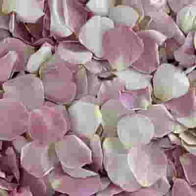 Our Lady Rose Petals (30 Cups)