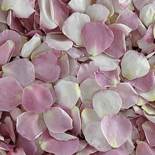 Our Lady Rose Petals (30 Cups)