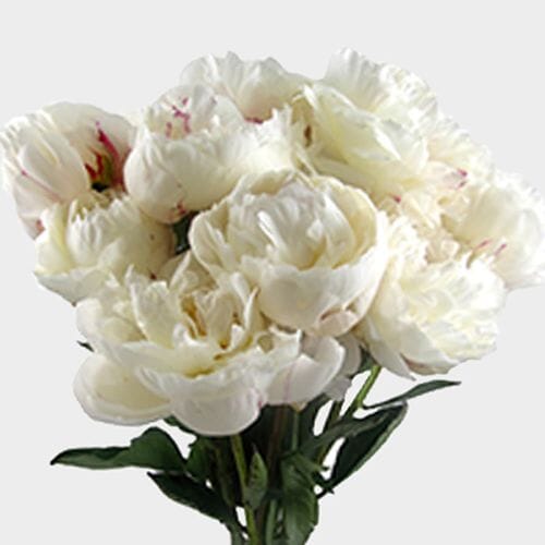 Peony White Wholesale Blooms By The Box