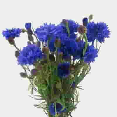 Cornflower Blue