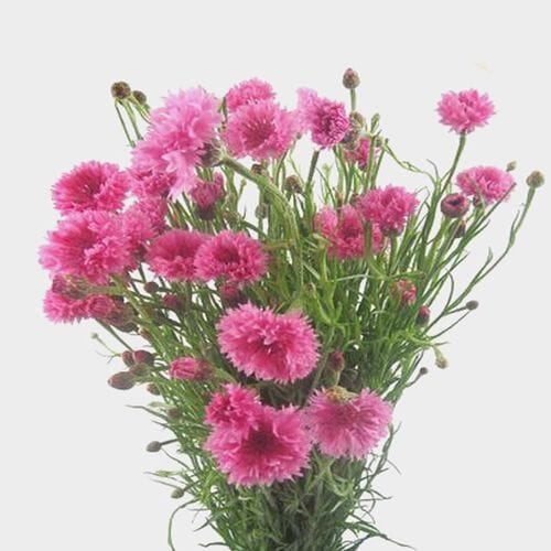 Wholesale flowers: Cornflower Pink