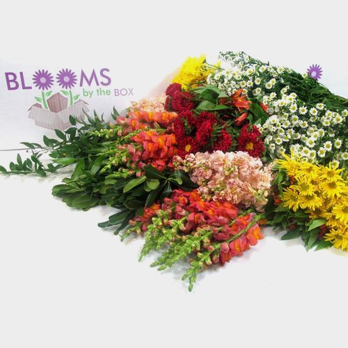 Blooms August Hay Ride Wildflower Pack