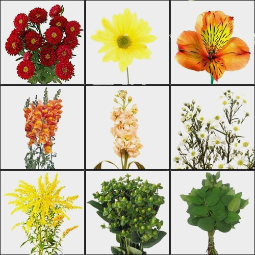 Blooms August Hay Ride Wildflower Pack