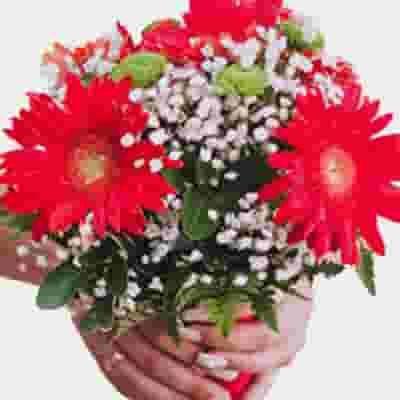 Million Star Babysbreath – Carlsbad Florist, San Diego Wholesale Flowers