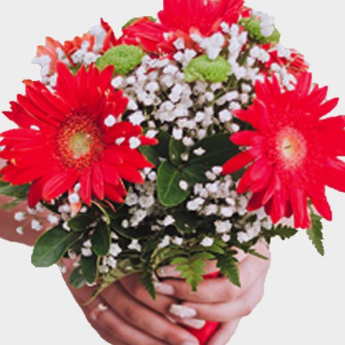 Gypsophila Million Star Flowers