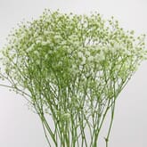 Gypsophila Million Star Flowers