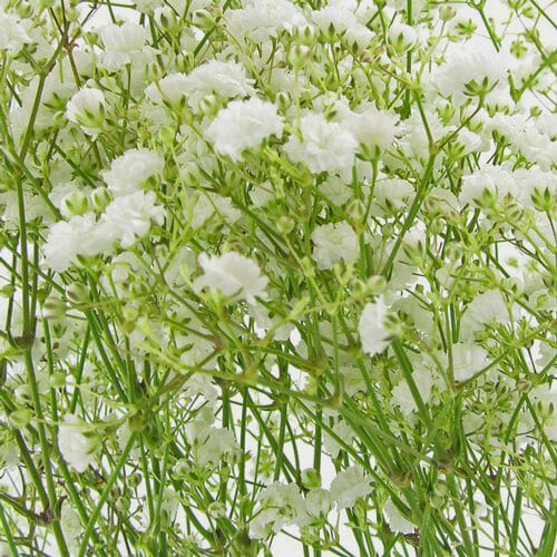 Gypsophila Million Star Flowers - Wholesale - Blooms By The Box