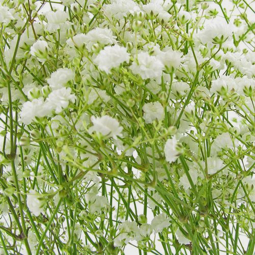 Gypsophila Million Star Flowers