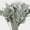 Dusty Miller