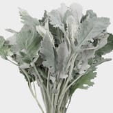 Dusty Miller Large Greenery
