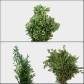 Rustic Wedding Greens Bulk Pack - Mini