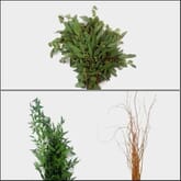 Trendy Greens Bulk Pack - Mini